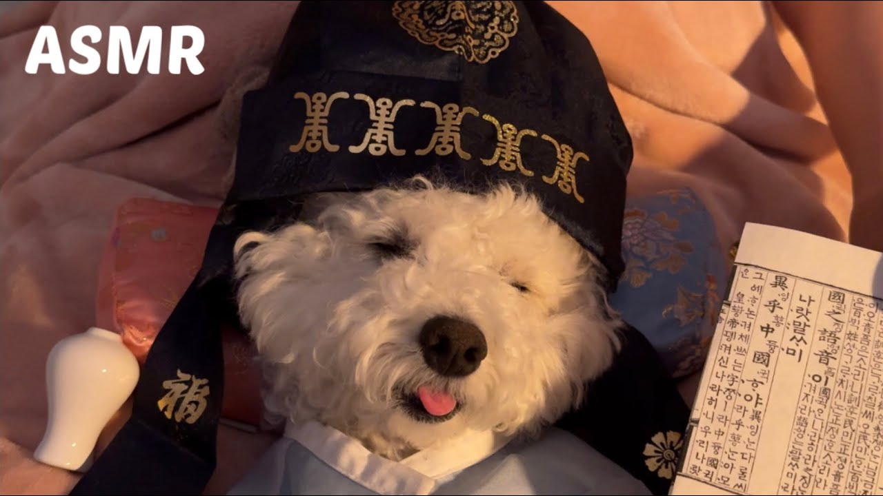 Загородная собака, которая ходила в школу учиться ASMR🐶