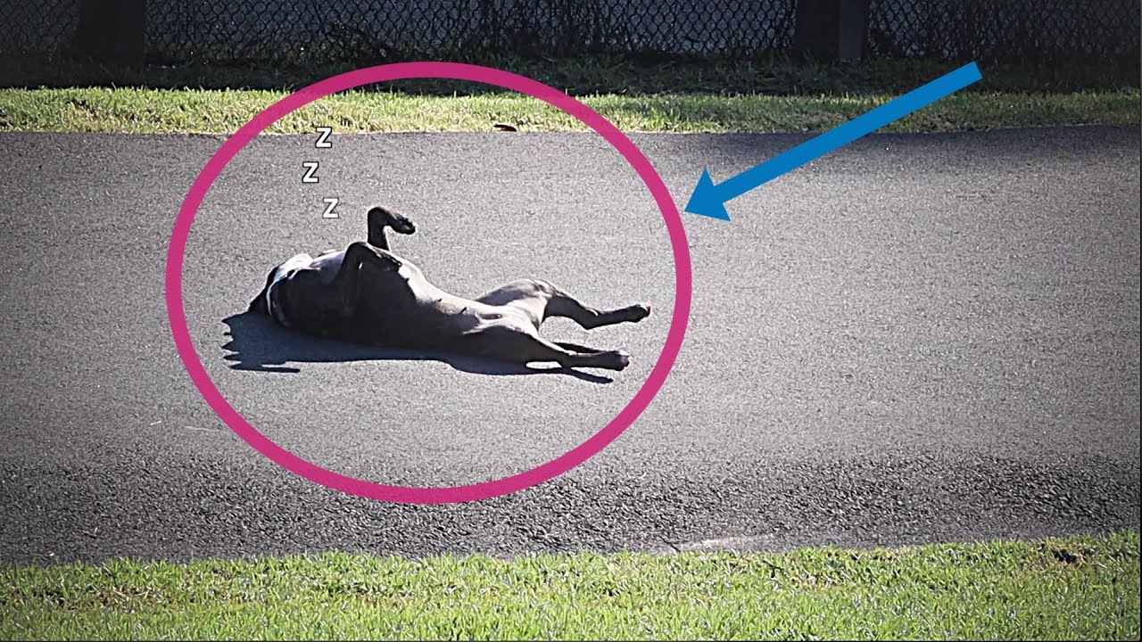 Staffy's Can Sleep Anywhere!