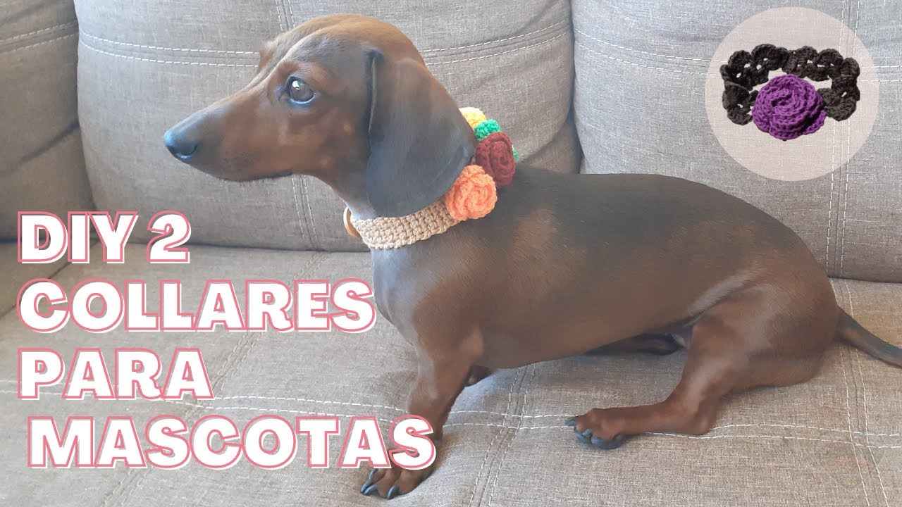 DIY 2 COLLARES CON FLORES PARA PERRITOS O GATITOS/ Crochet, tejido, ganchillo para mascotas