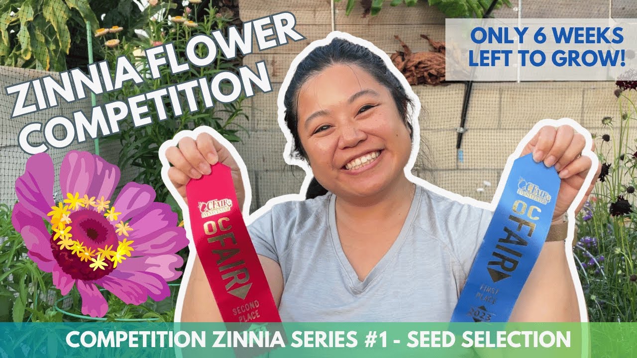 Cut Flowers or Cut Throat? 🏆 Preparing to Compete in this Year's OC Fair |  Flower Patch Blooms