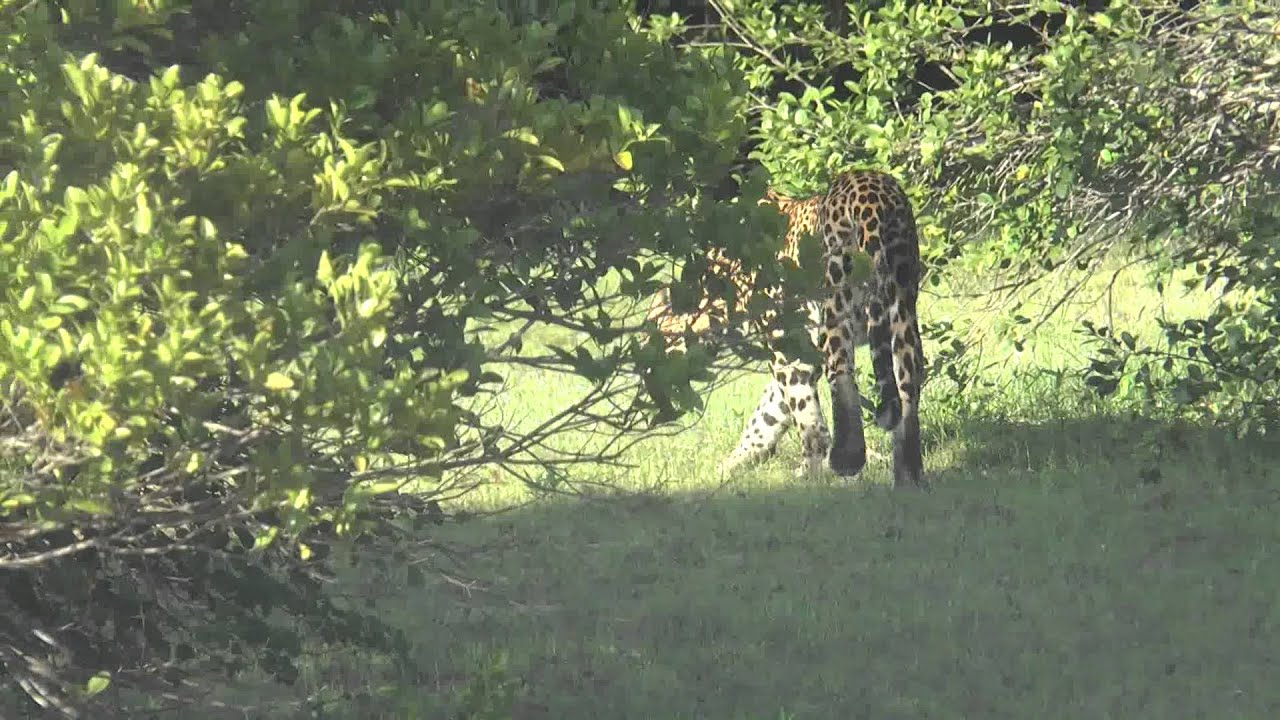 Leopards at Wilpattu National Park- Sri Lanka