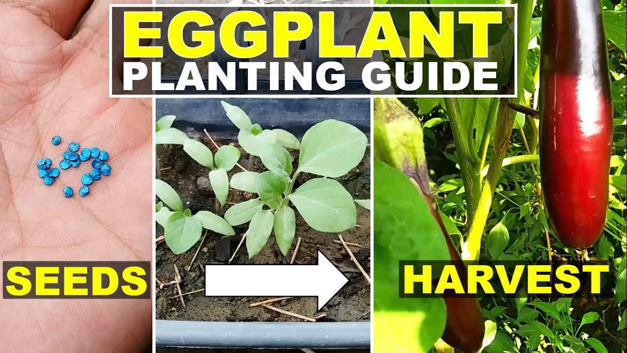 Paano magtanim ng talong?|Eggplant planting guide|Eggplant from seeds to harvest|FoodGardenPh
