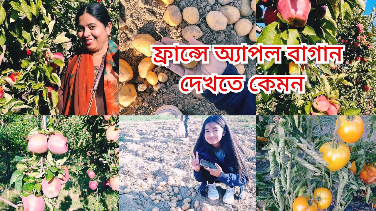 ফ্রান্সে আপেল বাগান দেখতে কেমন/আপেল বাগান/সারা জীবন টিভিতে দেখছি আজ চোখের সামনে দেখলাম