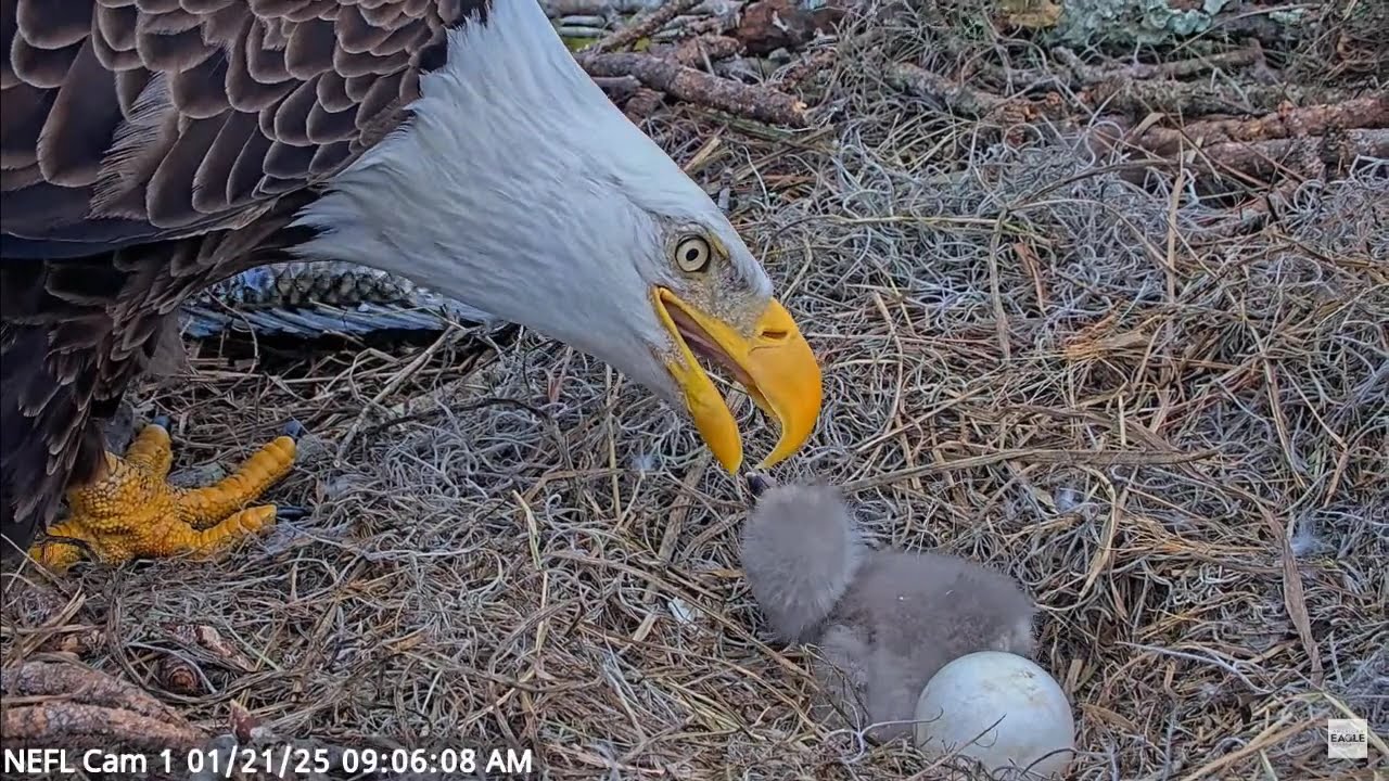 Gabby Gives NE31 A Good Feeding!