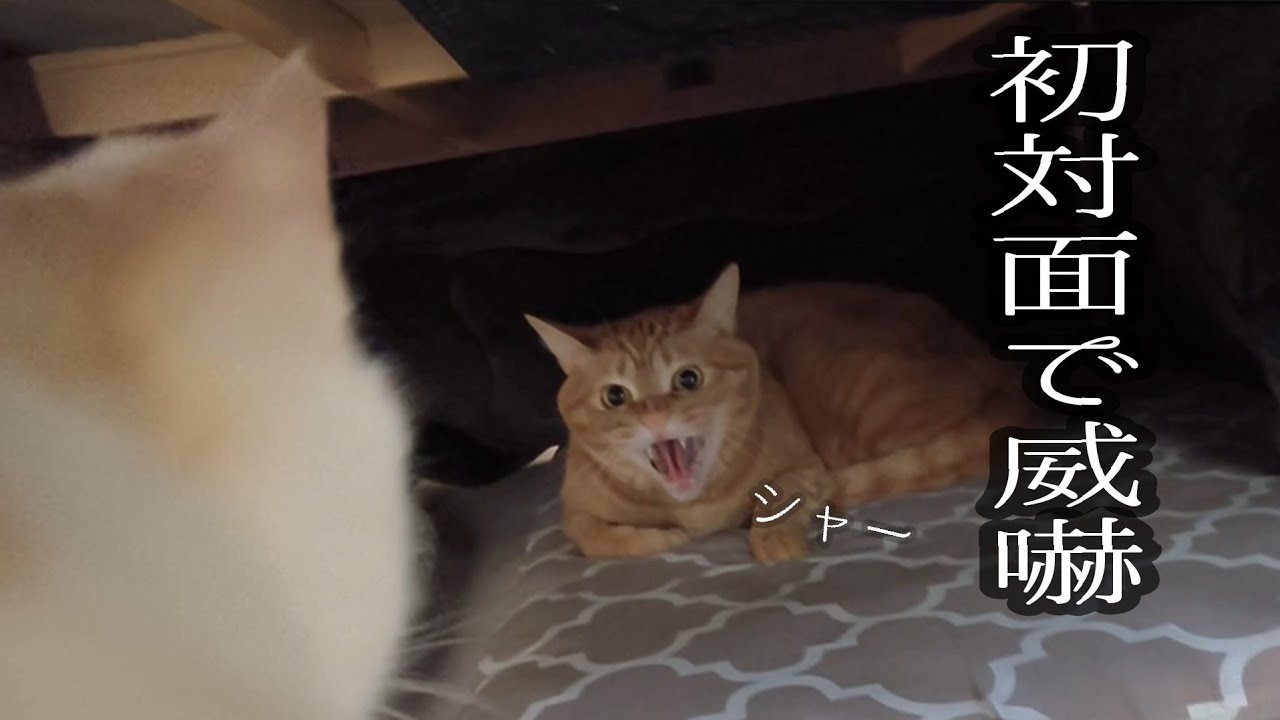 新入りの子猫と初対面させたら…