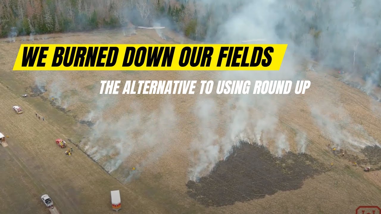 Burning pastures - an alternative to roundup