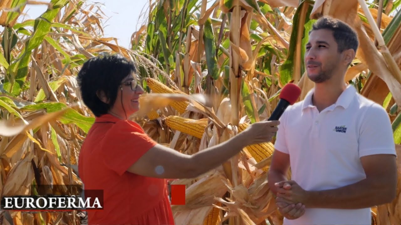 Euroferma - Instrumente de lupta impotriva SECETEI Porumb 9.5t/ha NEIRIGAT @gabrielas1559 #farming
