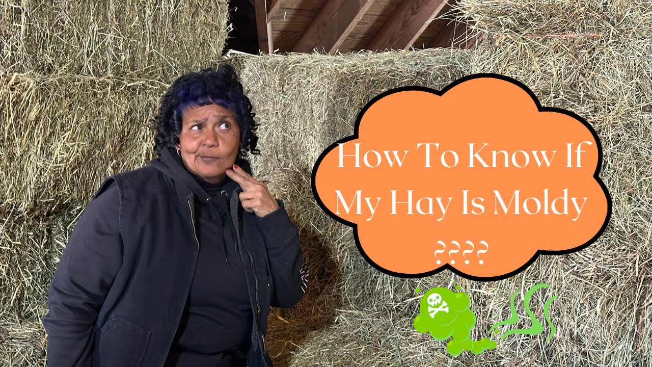 How To Know If You Have Moldy Hay
