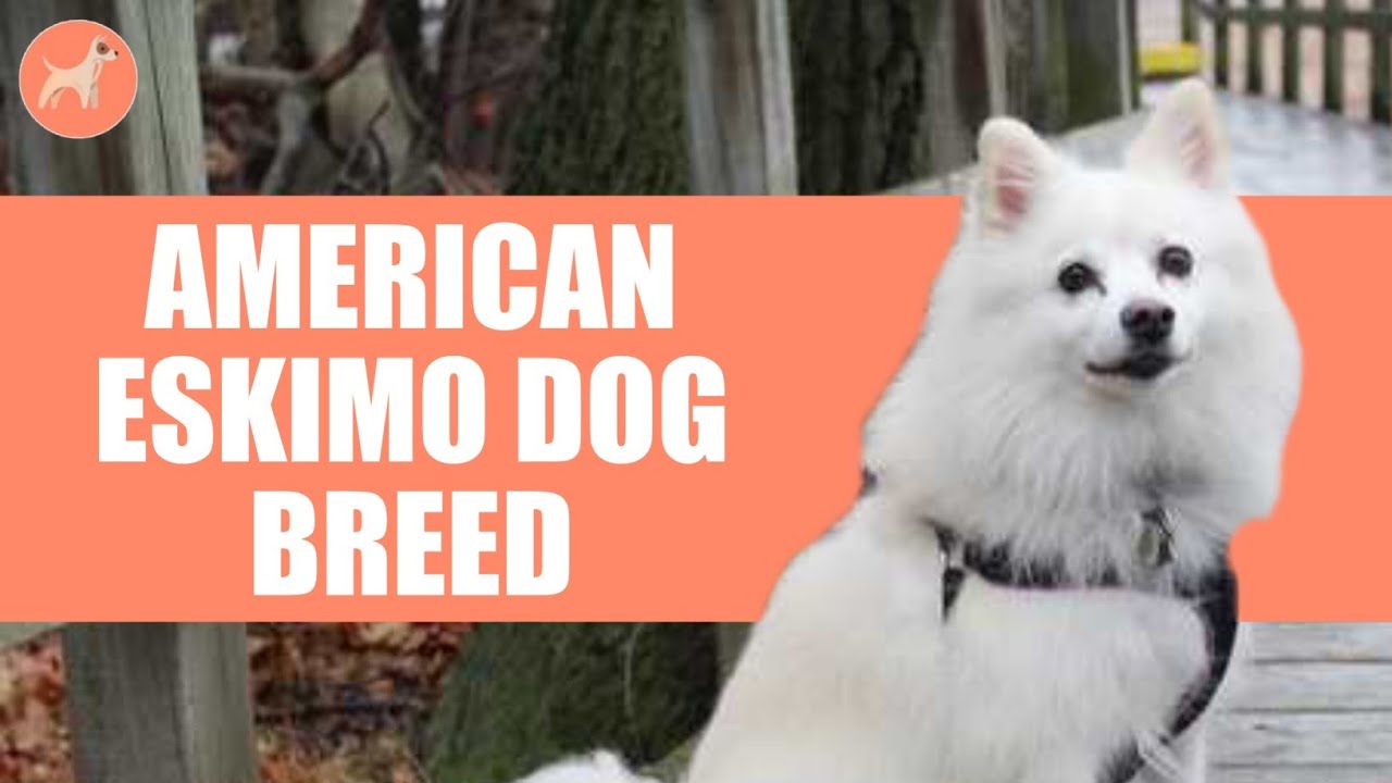 American Eskimo Dog Breed Profile