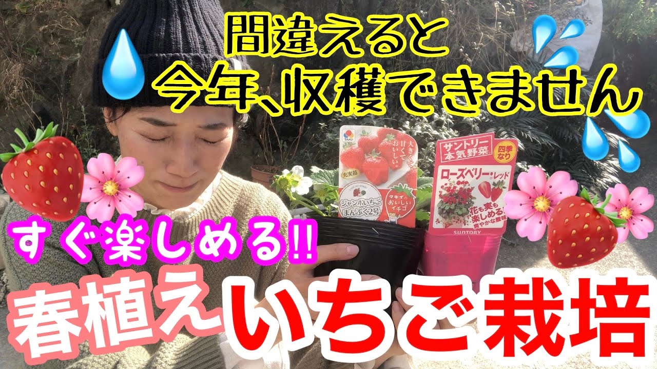 【いちご栽培】春に植えても今年すぐに収穫できる育て方🍓/ 全ては株選びから始まります‼️/ 一季なり・四季なりって？どちらも植え付けます🤗/ タキイいちご、サントリーいちご【ガーデニング】