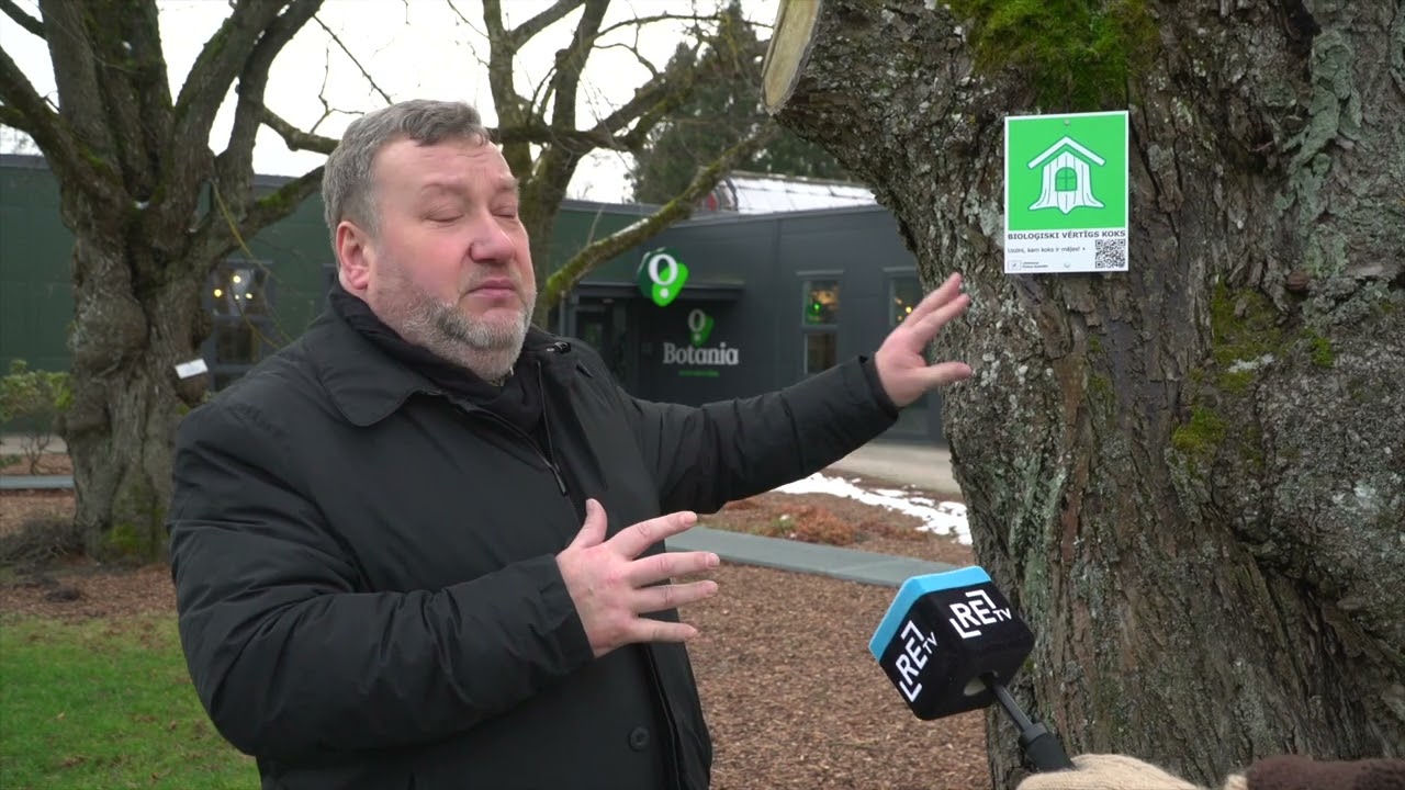 Salaspilī kokiem zīme "Bioloģiski vērtīgs koks" (10.02.2025)