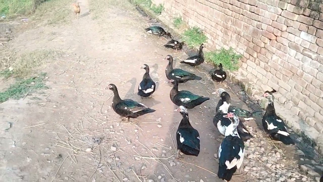 دیسی نسل کی بطخ                           آپ کااپناchinall zoo and green  💚#birds