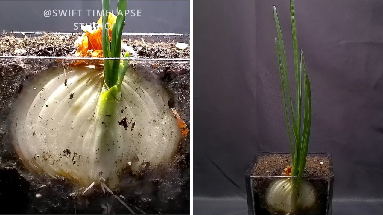 I Grew ONION Plant after Cutting | TIME LAPSE