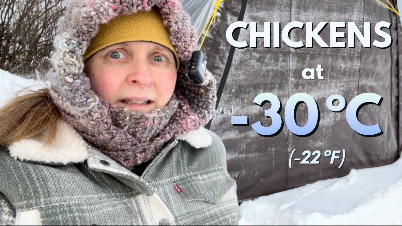 Подготовка кур к –30°C | Зимний видеоблог о жизни на ферме