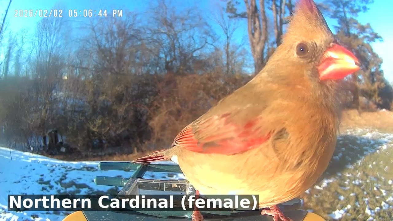 Nuthatch's secret stash revealed! | Birds of Asheville | 02-03-2026