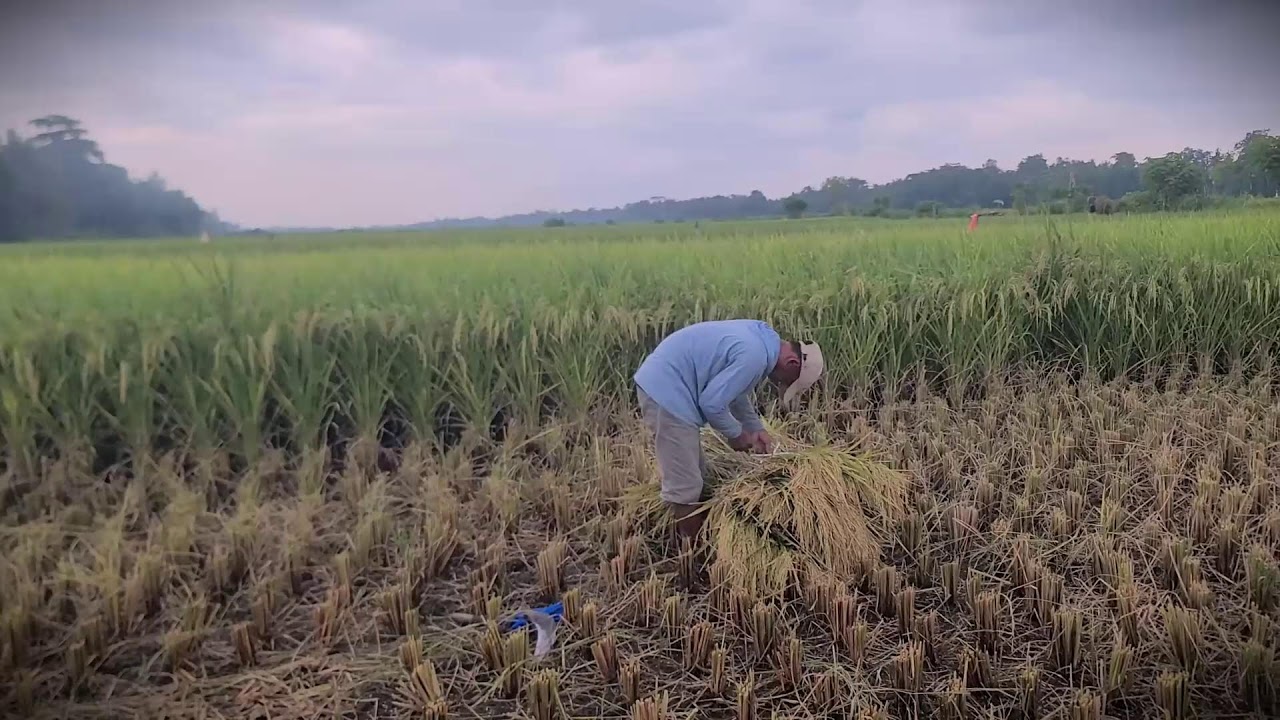 Sharp Blade: Efficient Reaping in the Golden Fields _FarmersLife _Shorts
