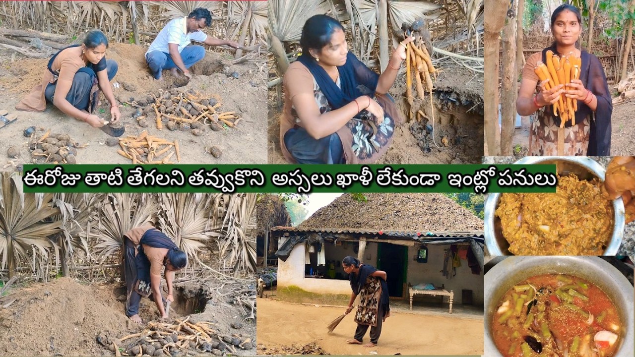 ఈరోజు మేము తాటి తేగలని తవ్వుకున్నాము 5:30 నుండి సాయంకాలం7:30 వరకు నేను చేసుకునే పనులు