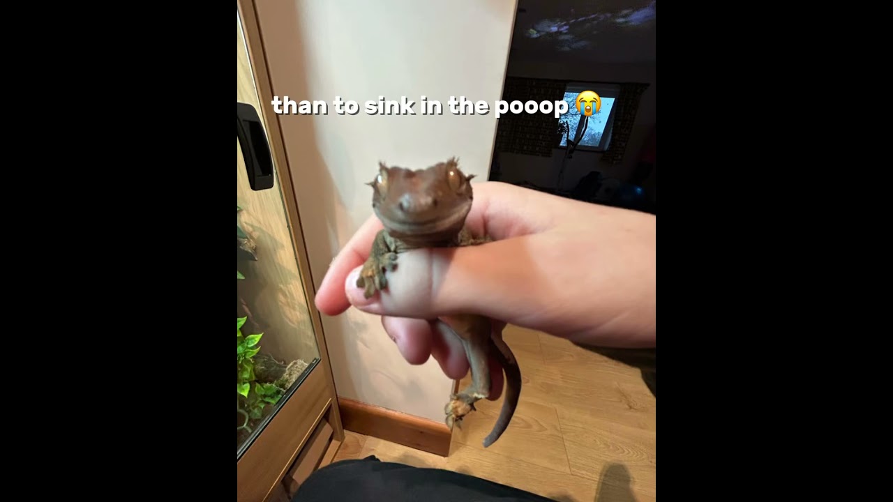 Gecko meme #reptiles #cuteanimals #cute