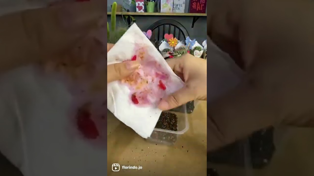 Mudas de cactos por sementes!