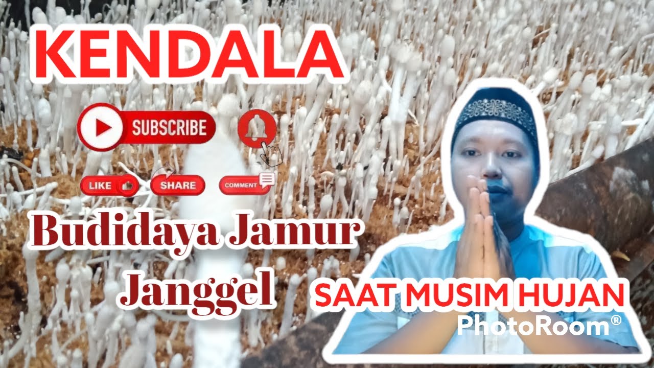 BEBERAPA KENDALA YANG AKAN DI ALAMI  PETANI JAMUR JANGGEL DI MUSIM HUJAN