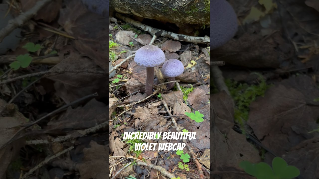 Violet webcap / mushroom picking 2024 #mushroom #fungi #nature #hobby #shorts