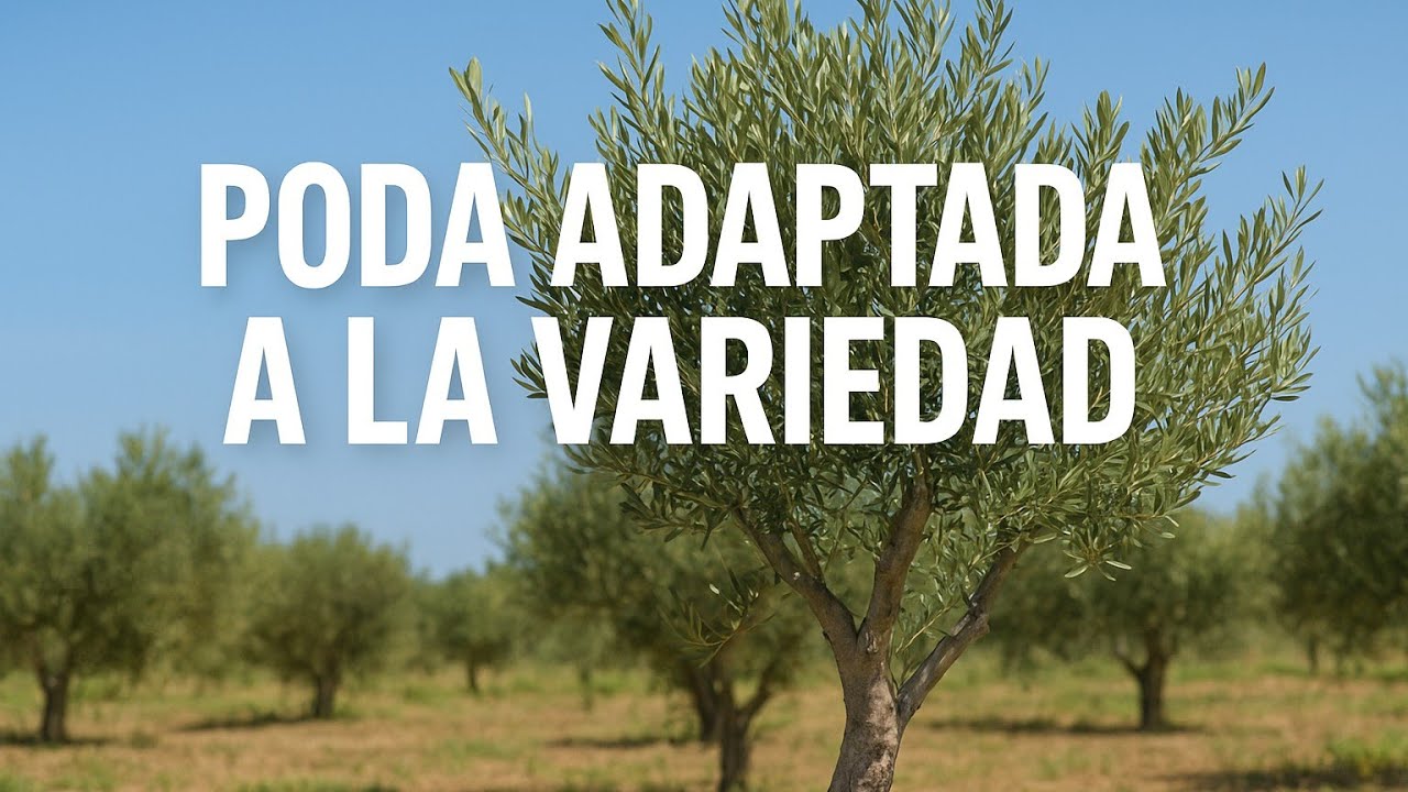 🟥 Así es la poda para la mayoría de variedades de olivo!