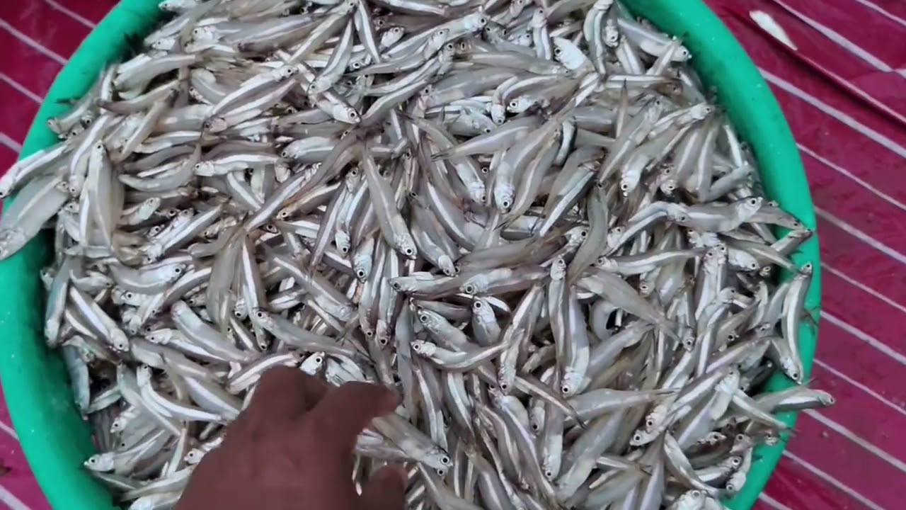 தேங்கபட்டணம் மீன் பிடி துறைமுகம் #மீன் விற்பனை # thengapattanam fishing harbour # fish sales 