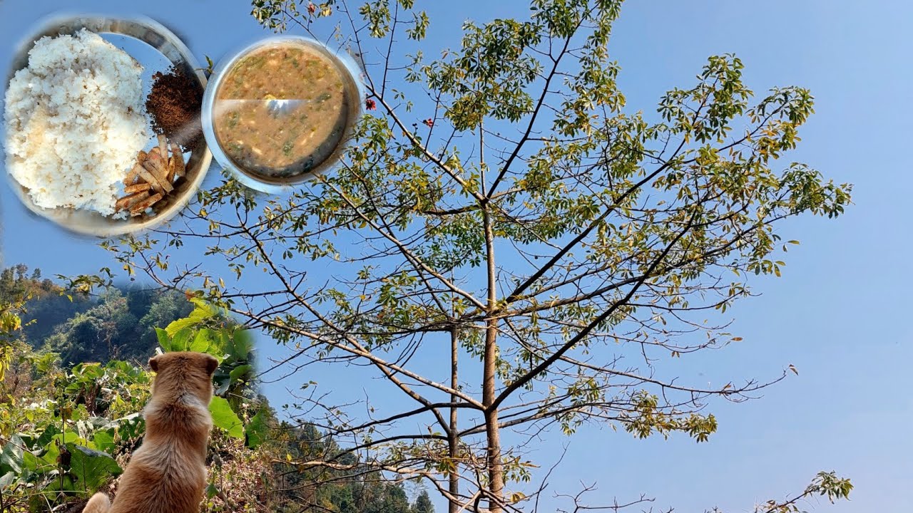 मलाइ मन पर्ने दाल र फिलङगीको अचार// सिमली फुल्दैछ#villagelife#villagegirl#