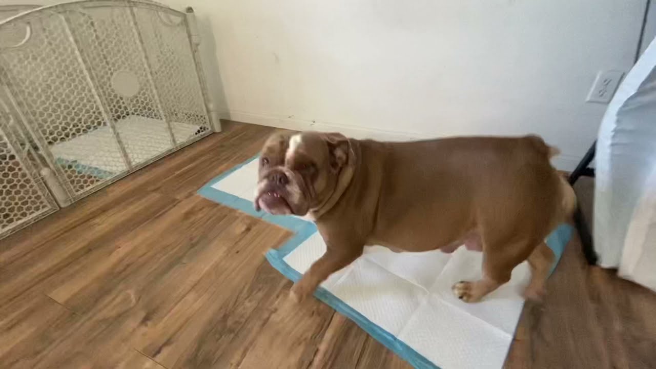 The Best Whelping Set Up For AMERICAN BULLY AND ENGLISH BULLDOGS