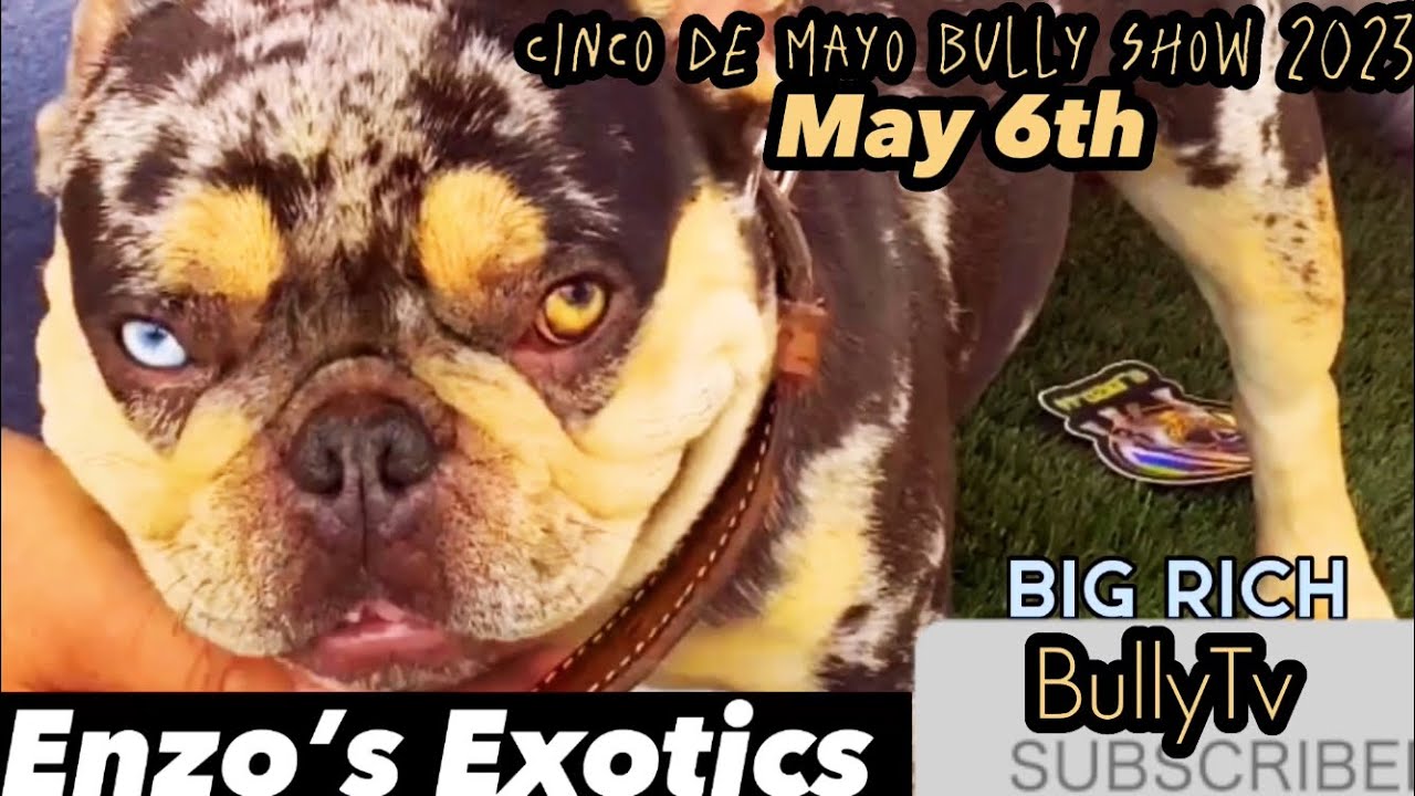 USBR Cinco de Mayo Bully Show 2023 Bully Tv 📺 #viral #shorts @_enzo.44