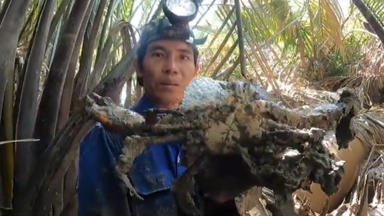 Tưởng khu rừng này ít cua ai ngờ trúng đậm xách về không nổi