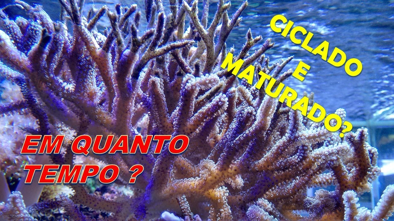 Quanto Tempo Leva Para Estabilizar o Aquário - Aquashow - 370