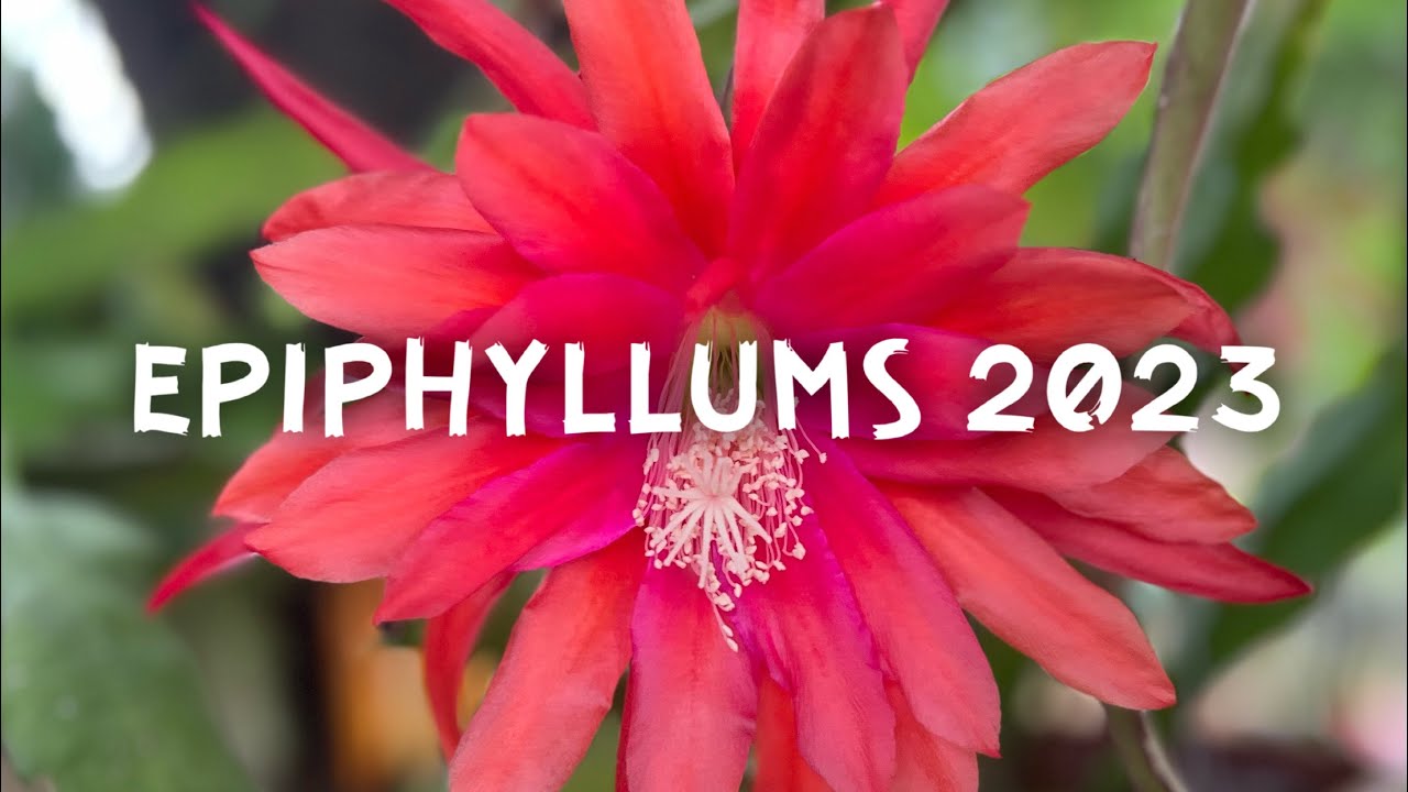 Epiphyllums 2023