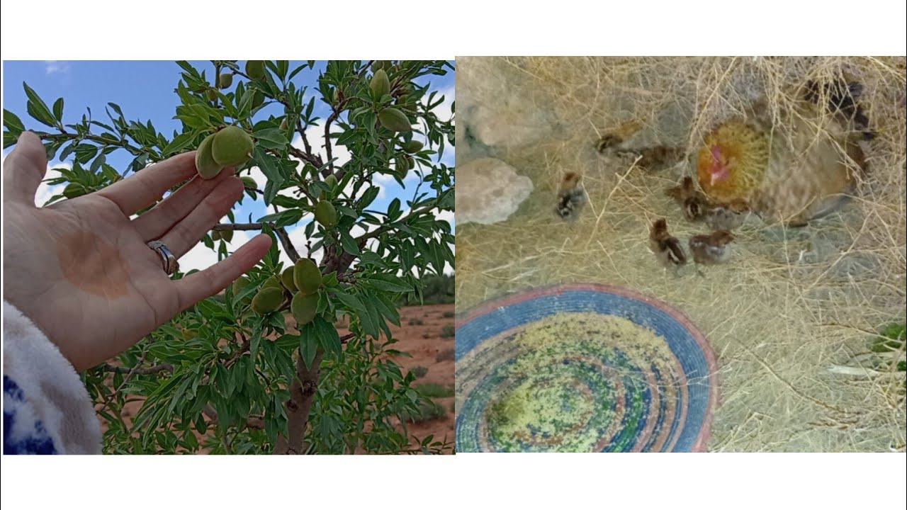جولة في الطبيعة أجواء الربيع🌿🌹🪴🌷🌲🌳 رائعة وجميلة