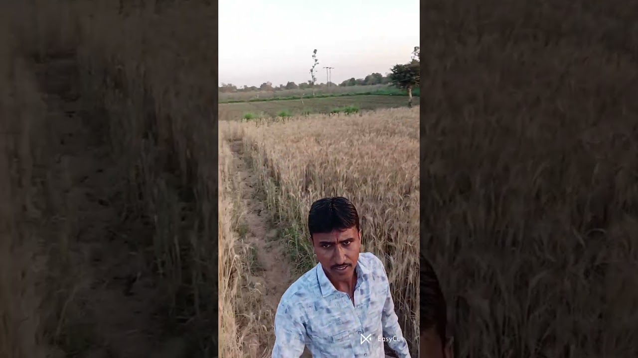 #trending #deshivillagelife #wheatplanting #viralvideoreel