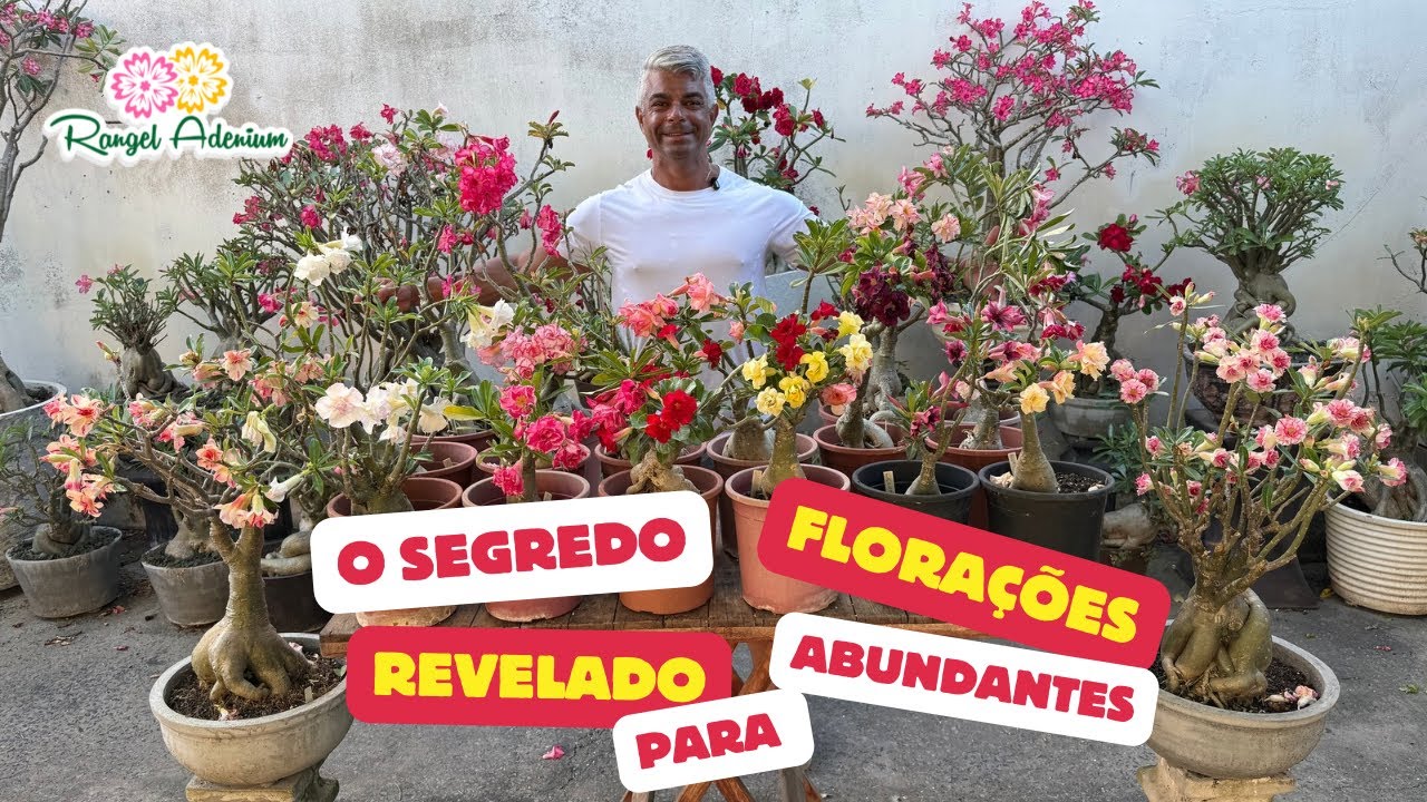 Aprenda como deixar sua Rosa do Deserto lotada de flores 
