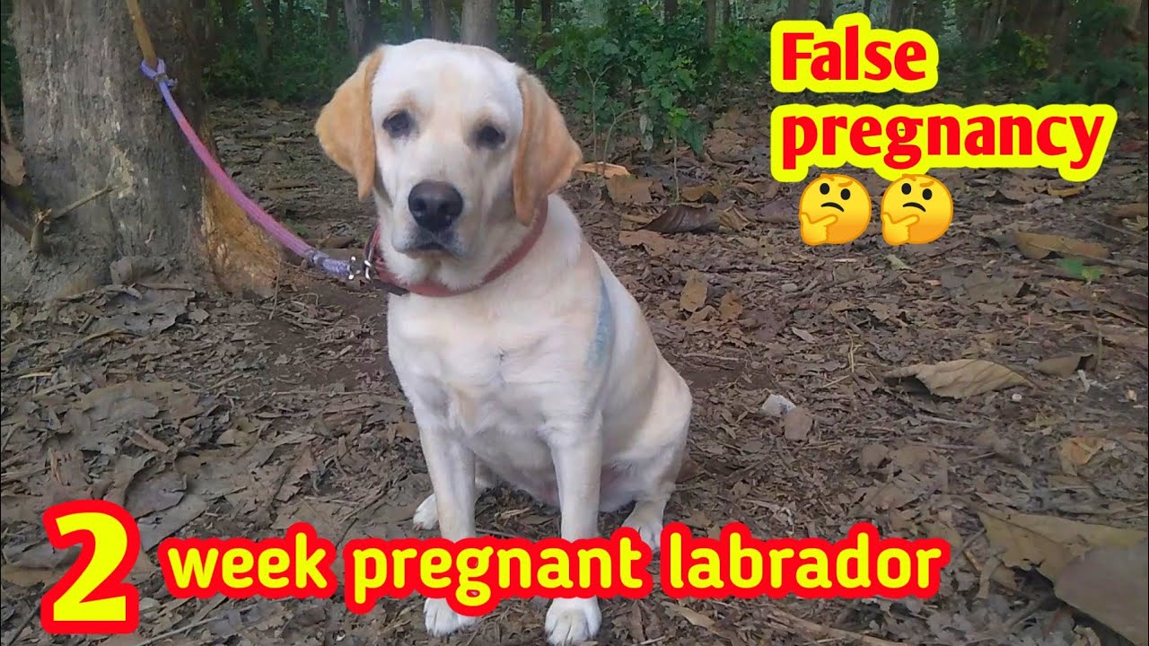 2 week pregnant dog || Pregnant Labrador|| #pregnantdog #labradorpregnancy