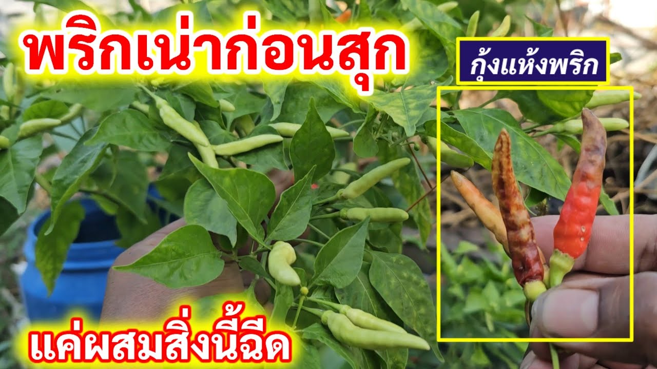 เสียเงินซื้อยาแพงไปทำไม💥พริกเน่าก่อนสุก เป็นโรคกุ้งแห้ง แค่ผสมสิ่งนี้ฉีด ได้ผลดีมากๆ