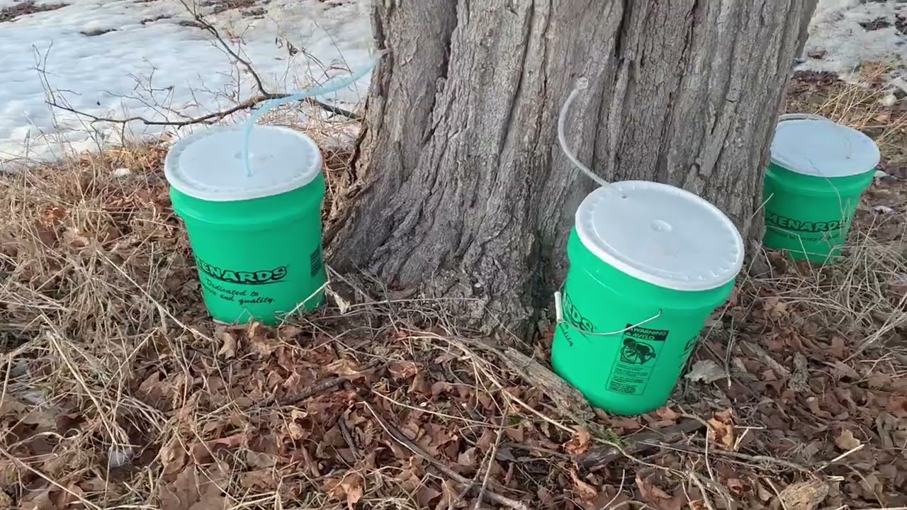 Maple Syrup Sap collection Feb 2026 Michigan #maplesyrup #michigan #syrup