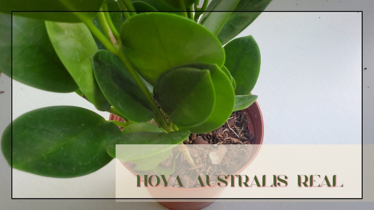 Acompáñenme Hoya Australis Real, y les muestro como van mis hoyitas Babys #hoyasaustralisreal #hoyas