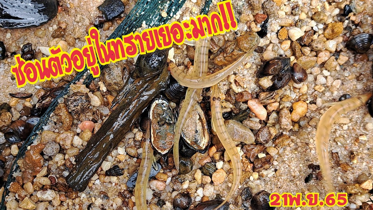 จกปลารากกล้วยในดินทราย รอบแรกของปี!!หมานคัก!!พี่น้อง21พ.ย.65