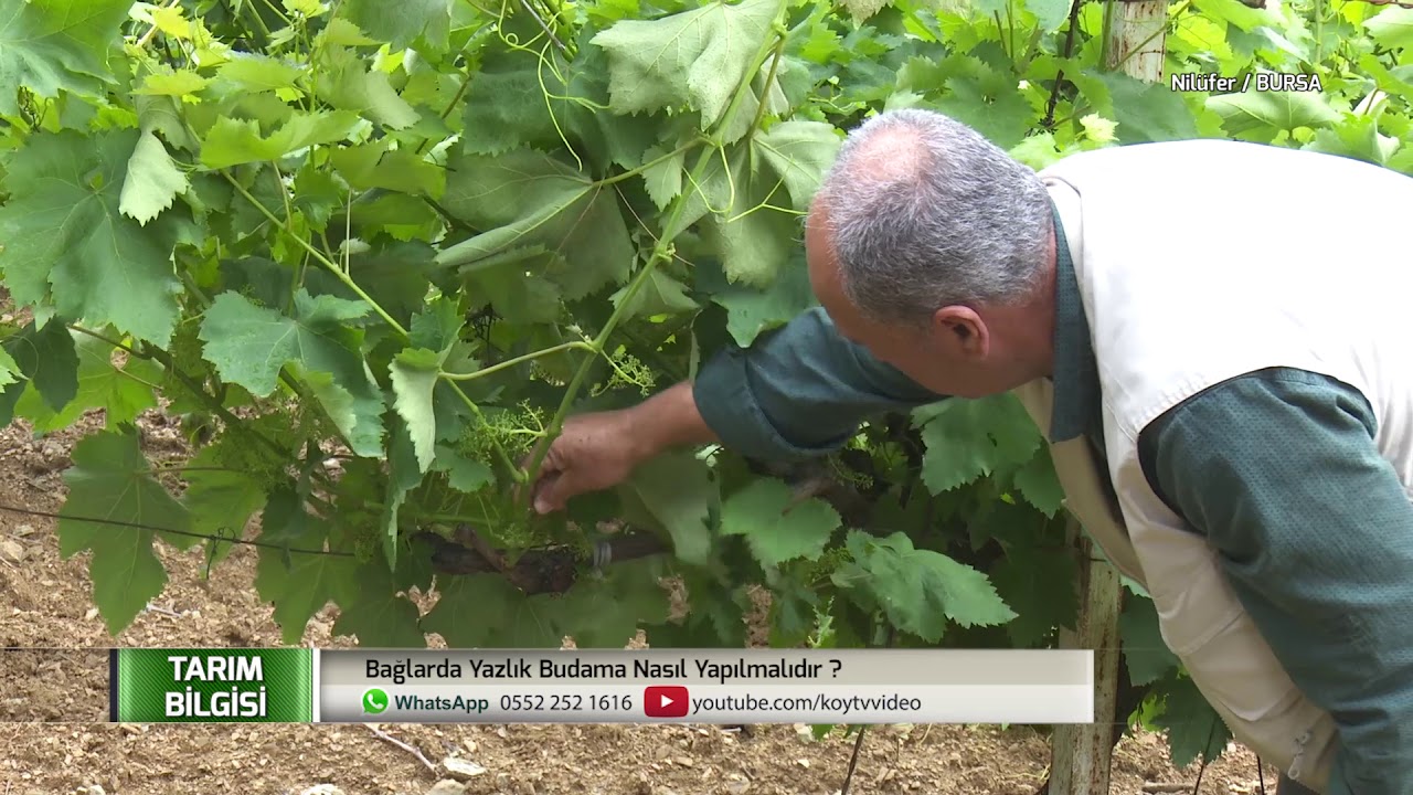 Üzümde Yazlık Bakım - Tarım Bilgisi