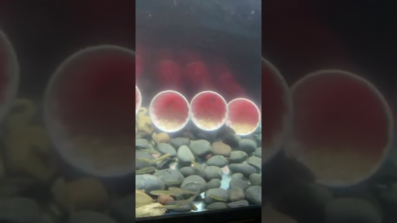 New Amazon Filter/Aerator for 75 Gallon Minnow Tank 