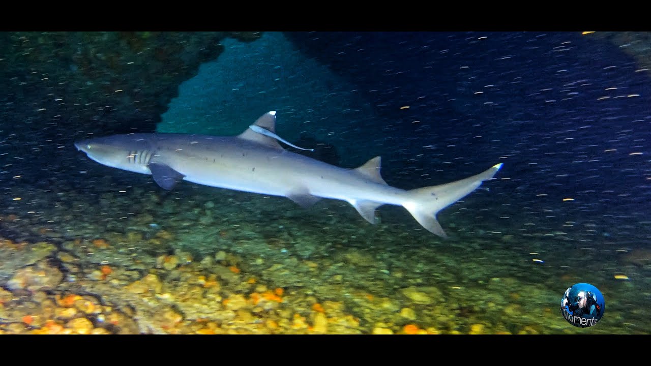 Malapascua Hai Light / Black Tip – White Tip Shark / Tiger Shark/ Thresher Shark