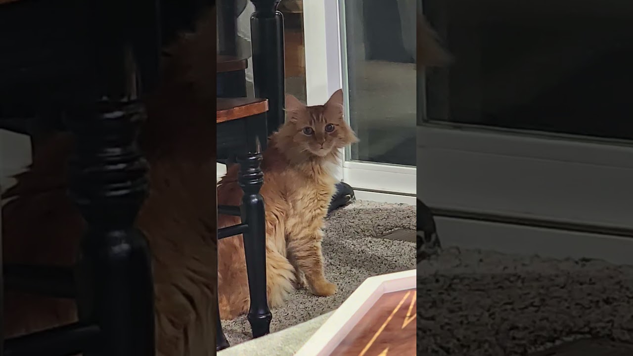 Oliver's life 