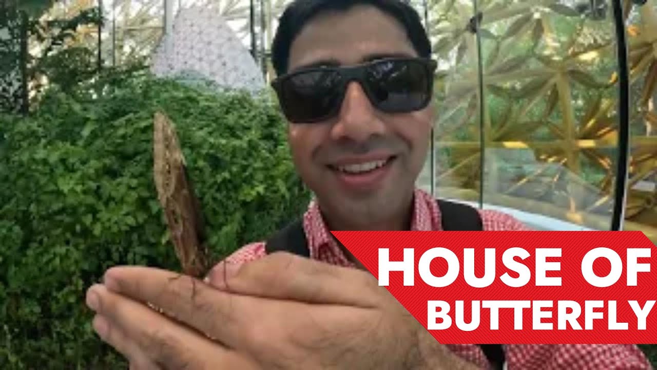 House of Butterfly. Al Noor Island .Top Rated attraction of Sharjah UAE #alnoorisland #sharjah
