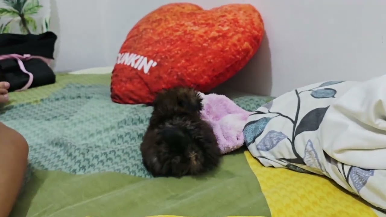 Meet Ichiko 🐾 My 2-Month-Old Shih Tzu’s Playtime Vlog