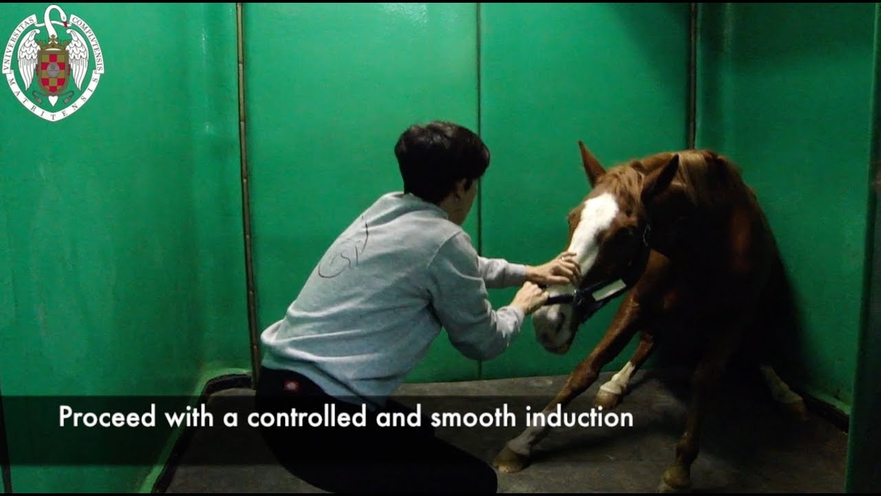 Anesthesia controlled induction in the horse