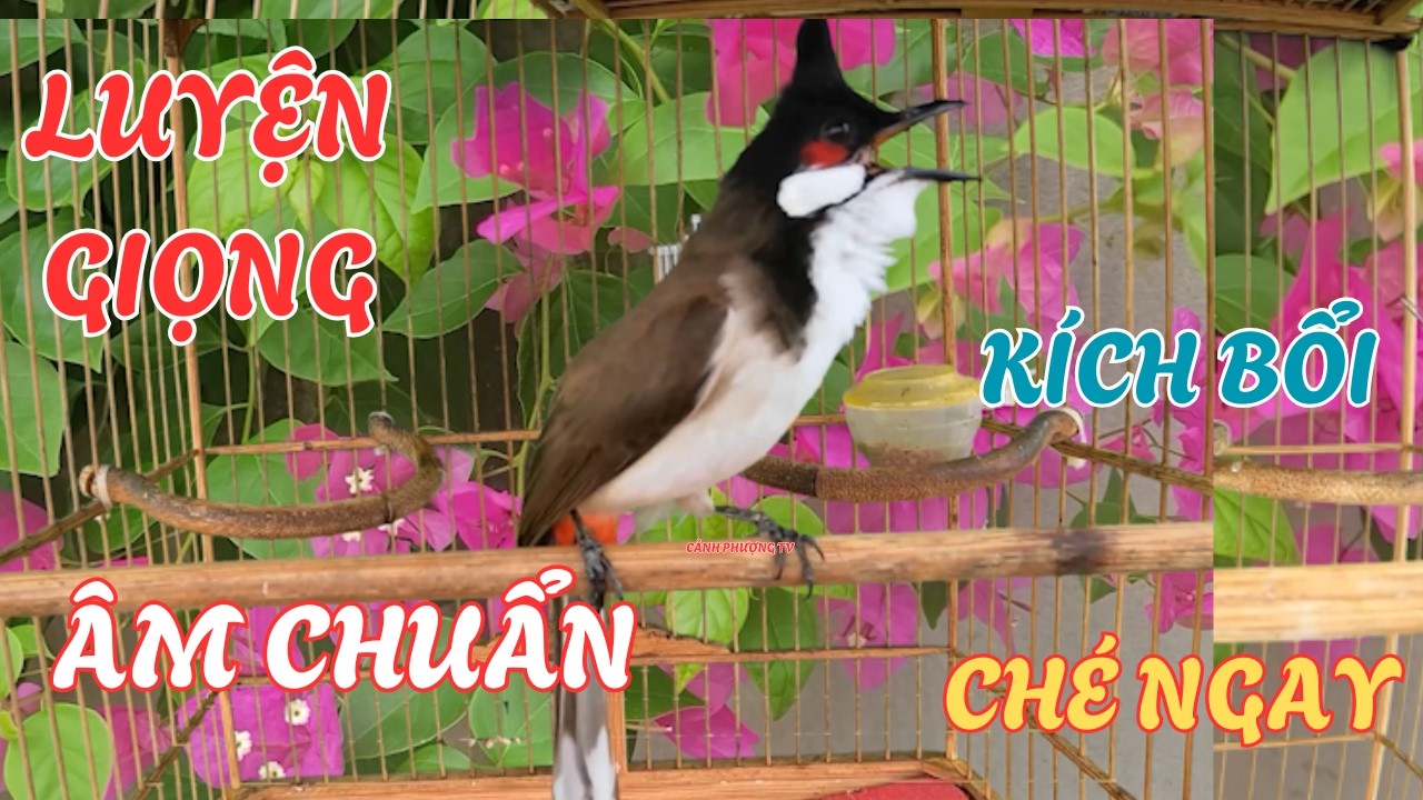 Luyện chào mào hót căng lửa, QUÁ HAY - CHÉ KÍCH BỔI CĂNG ĐÉT, Cách luyện chào mào hót sáng, chao mao