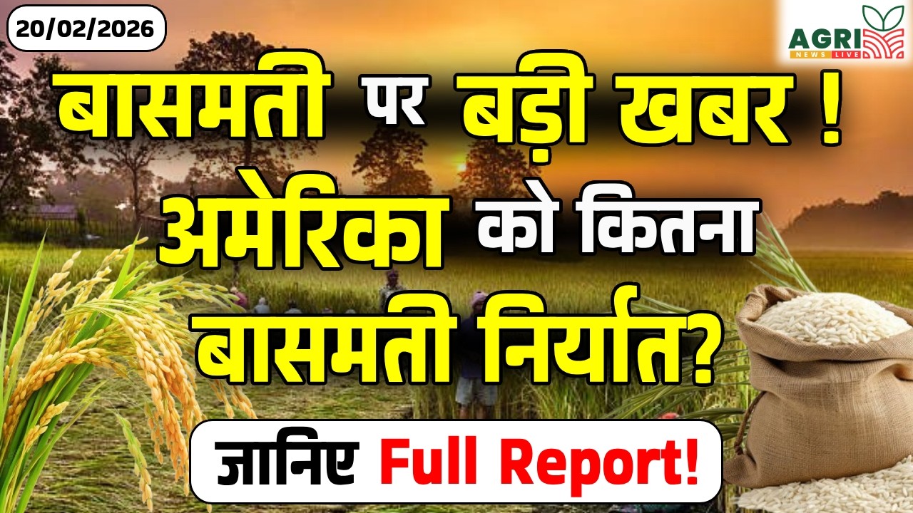 अमेरिका को कितना बासमती निर्यात? | Basmati Export Update | Rice Market Analysis